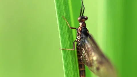 Slow Motion Macro Shot of Mayfly in Foxearth Meadows, UK Stock Footage 343755807