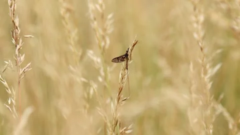 Slow Motion Macro Shot of a Mayfly in a Meadow, UK Stock Footage 343756216