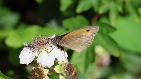Slow Motion Macro Shot of Meadow Brown Butterfly (Maniola jurtina), UK Stock Footage 343755862