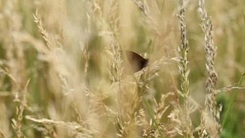Slow Motion Macro Shot of Meadow Brown Butterfly (Maniola jurtina), UK Stock Footage 343756030