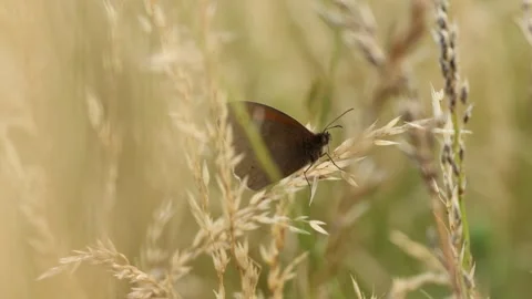 Slow Motion Macro Shot of Meadow Brown Butterfly (Maniola jurtina), UK Stock Footage 343756053