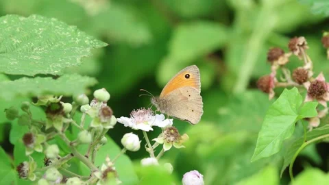 Slow Motion Macro Shot of Meadow Brown Butterfly (Maniola jurtina), UK Stock Footage 343756095