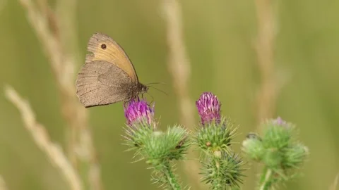 Slow Motion Macro Shot of Meadow Brown Butterfly (Maniola jurtina), UK Stock Footage 343756468