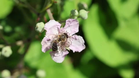 Slow Motion Macro Shot of Pollinator on wildflower, Essex, UK Stock Footage 343755789