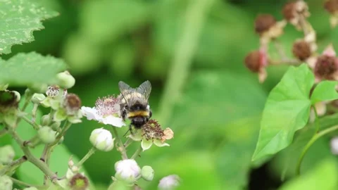 Slow Motion Macro Shot of Pollinator on wildflower, Essex, UK Stock Footage 343756152
