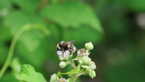 Slow Motion Macro Shot of Pollinator on wildflower, Essex, UK Stock Footage 343756158