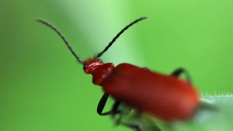 Slow Motion Macro Shot of a Red Headed Cardinal Beetle, UK Stock Footage 343623095