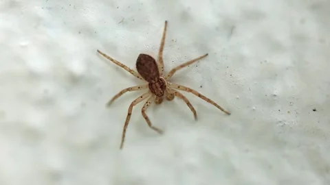 Slow Motion Macro shot of a Running Crab Spider, UK Stock Footage 343623143