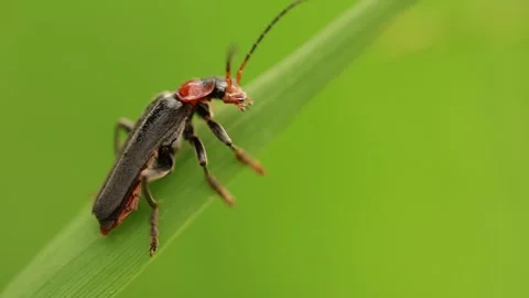 Slow Motion Macro shot of a Rustic Sailor Beetle (Soldier Beetle), UK Stock Footage 343623175