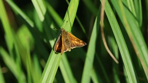Slow Motion Macro Shot of Skipper Butterfly, UK Stock Footage 343756670