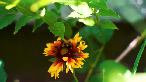 Slow motion macro shot of small hard working bumblebee gathering pollen Stock Footage 157604642