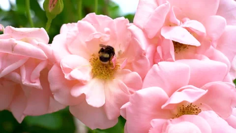 Slow motion macro shot of small hard working bumblebee gathering pollen Stock Footage 157609100