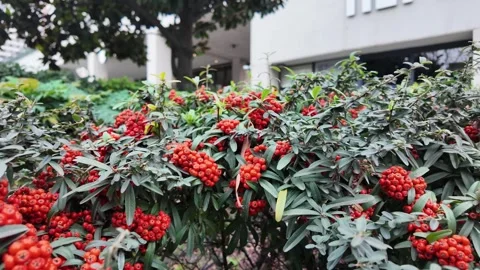 Slow Motion Macro Shot of Small Red Berries on a Plant Stock Footage 321693874