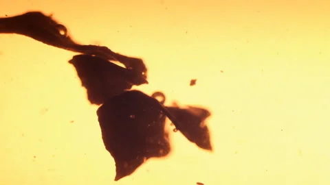 Slow motion macro shot of tea leaves with air bubbles in hot water. Stock-Footage 132286759