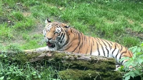 Slow motion macro shot of a tiger looking into the camera and showing his grin. Stock Footage 207815620