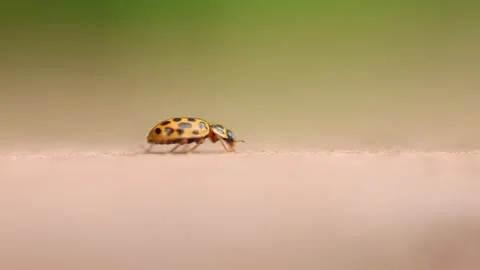 Slow Motion Macro shot of Water Ladybird at Foxearth Meadows, Essex, UK 스톡 동영상 343623292