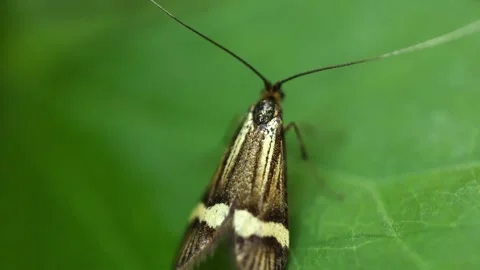 Slow Motion Macro shot of a Yellow Banded Longhorn Moth, UK Stock-Footage 343623119