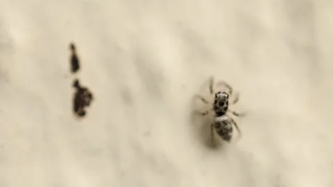 Slow Motion Macro Shot of a Zebra Jumping Spider, UK Video stock 343623059