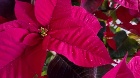 Slow Motion Macro Slide on Red Poinsettia Leaves, Festive Plant. 스톡 동영상 328842971