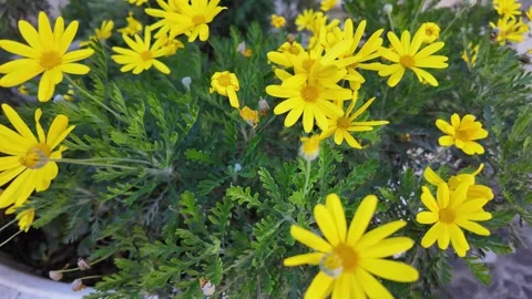 Slow Motion Macro Sliding Shot Of Euryops Chrysanthemoides Daisy Video stock 331541420