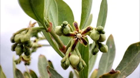 Slow Motion Macro of Small Flower and Green Buds Swaying Video stock 334408678