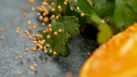 SLOW MOTION, MACRO: Tiny organic mustard seeds fall over the wet parsley leaves. Stock Footage 103550295