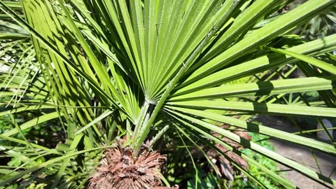 Slow Motion Macro Tracking Shot Of Exotic Palm Tree Bark 動画素材 330122745