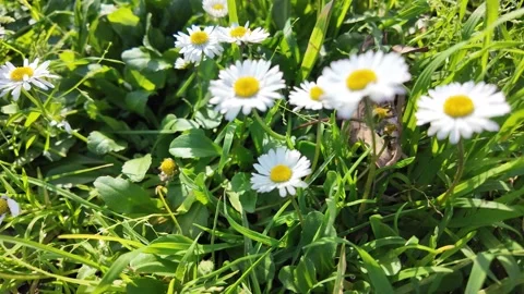 Slow Motion Macro Tracking Shot Of Fresh Chamomile Blossoms 스톡 동영상 330123293