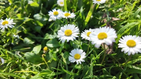 Slow Motion Macro Tracking Shot Of White Daisies Flowers In A Meadow Stock Footage 330123302
