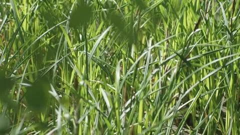 Slow motion macro of vibrant green foliage in a lakeside forest, suited for.. Stock Footage 308787806