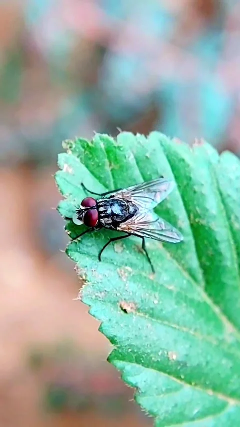 Slow Motion Macro Video of Fly Perched on Leaf for Biology Project Stock Footage 346021254
