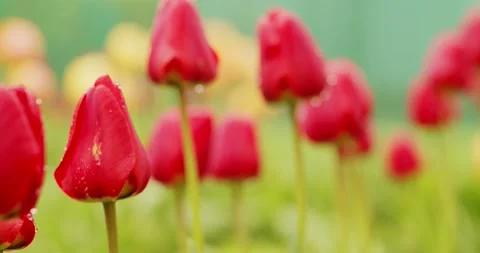 Slow motion macro video shooting of blooming red tulips. Stock Footage 153834013