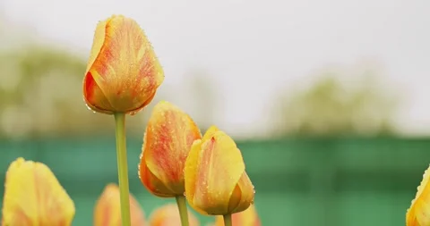 Slow motion macro video shooting of blooming yellow tulips. Cinematic shootin Stock Footage 194401896