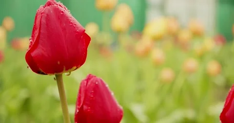 Slow motion macro video shooting of blooming red tulips. Cinematic shooting o Stock Footage 201354013