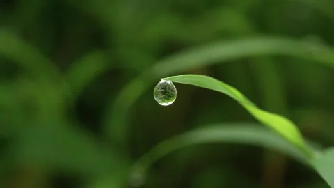 Slow Motion Macro Video of a Single Dewdrop Falling from a Leaf. Stock Footage 317176619