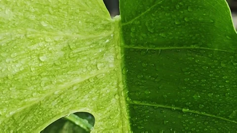Slow motion macro video of water drops on a wet half moon variegated leaf. Stock Footage 340116216