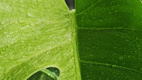 Slow motion macro video of water drops on a wet half moon variegated leaf g.. Stock Footage 340116219