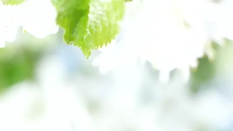 Slow motion macro water rain drop falling down from cherry green leaf into river Stock Footage 199371648