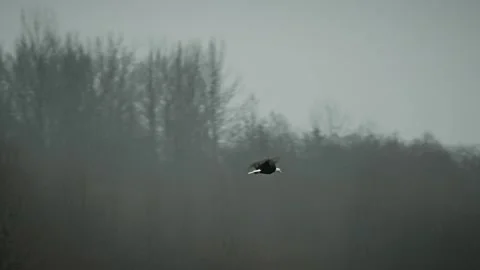 Slow Motion of a Majestic Eagle in Flight Video stock 315090934