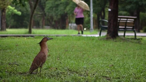 Slow motion Malayan night heron on green grass of Park Taipei in raining day-Dan Stock Footage