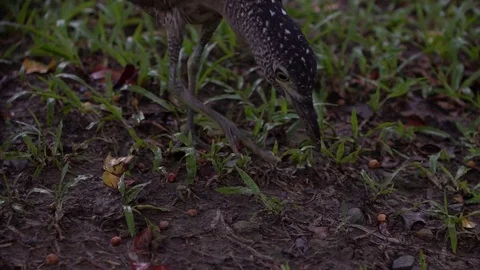 Slow motion Malayan night heron hunting a earthworm for eat in Park Taipei-Dan Stock Footage