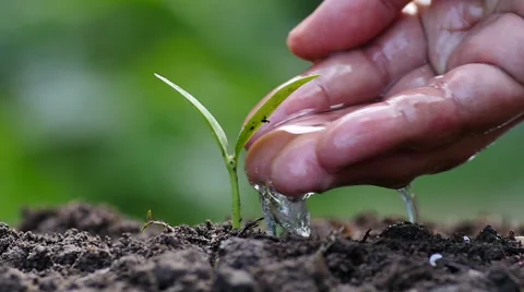 Slow motion Male hand watering young plant Stock Footage