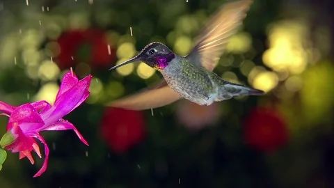 Slow motion male hummingbird visits pink flower on rainy day Stock Footage