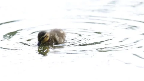 Slow Motion Mallard Ducklings Foraging on Sparkling Water Surface Vídeo Stock 340853035