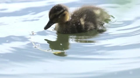 Slow Motion Mallard Ducklings Foraging on Sparkling Water Surface Vídeo Stock 340853188