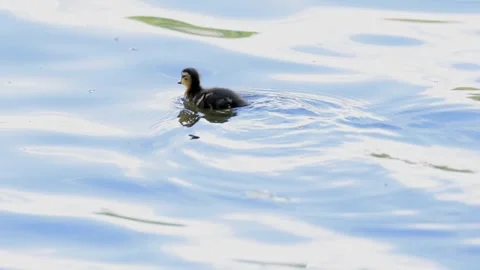 Slow Motion Mallard Ducklings Foraging on Sparkling Water Surface Vídeo Stock 340853227