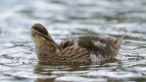 Slow Motion Mallard Ducklings Foraging on Sparkling Water Surface Vídeo Stock 340853484