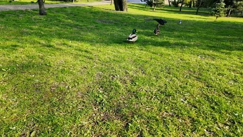 Slow Motion Mallard Ducks with Jackdaw Flying In – Park Wildlife Scene Stock Footage 306985510