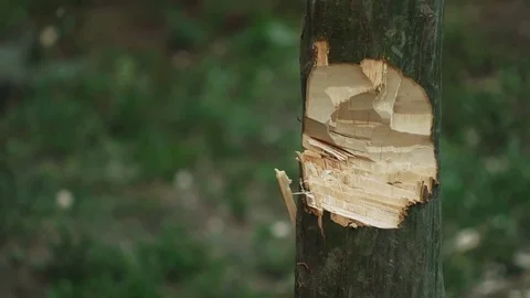 Slow motion of man chopping firewood Stock Footage 69973293