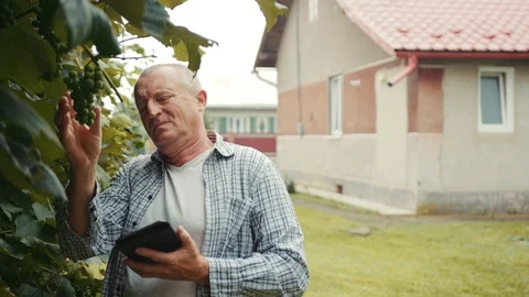 Slow motion man farmer with glasses use tablet computer checking his grapes Stock Footage 102777449